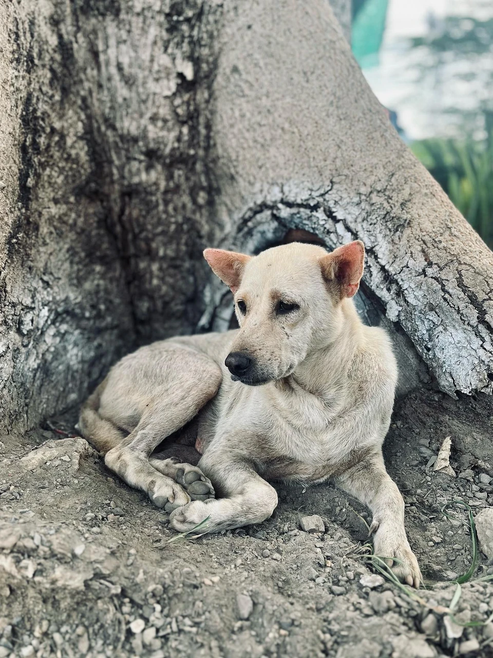 Photo 1 from Benjamin Simier’s Instagram post: 🐶