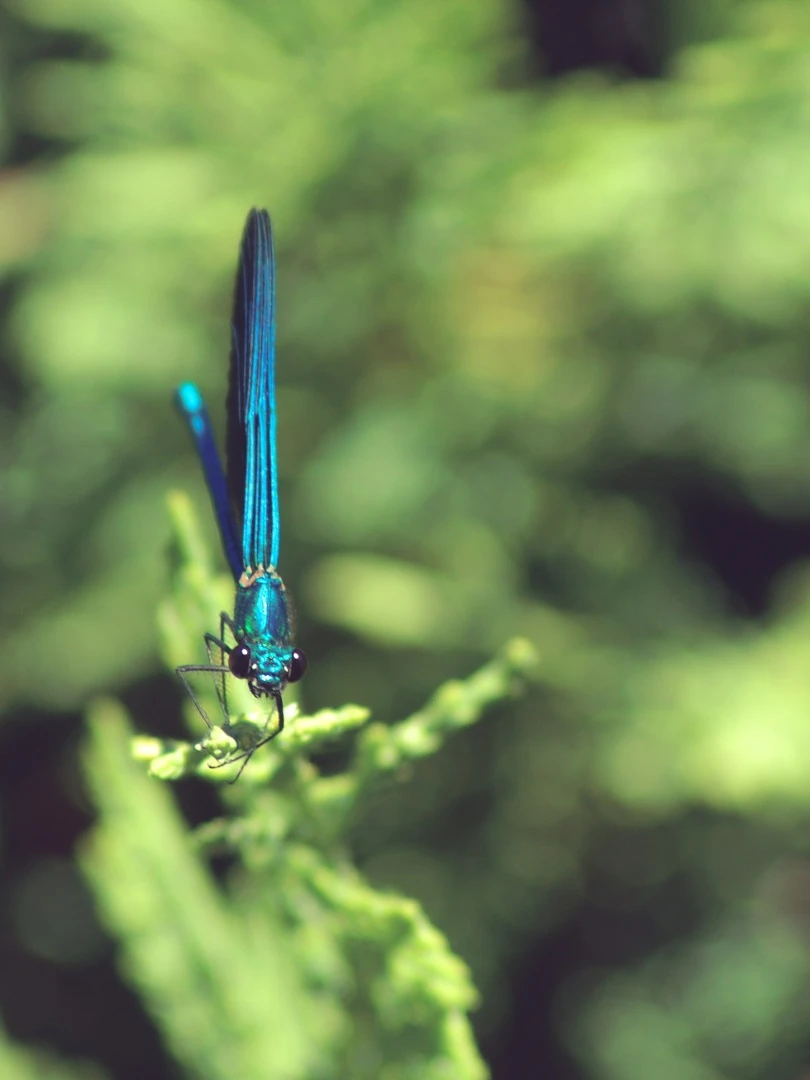Photo 1 from Benjamin Simier’s Instagram post: Blue insect on a flower 🌸🌹🌼