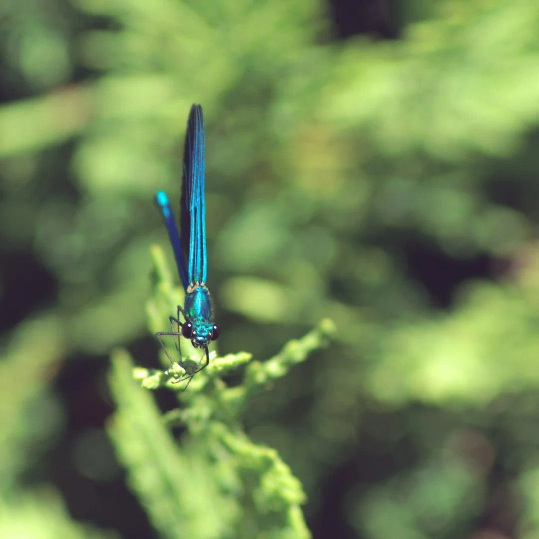 Photo 1 from Benjamin Simier’s Instagram post: Blue insect on a flower 🌸🌹🌼