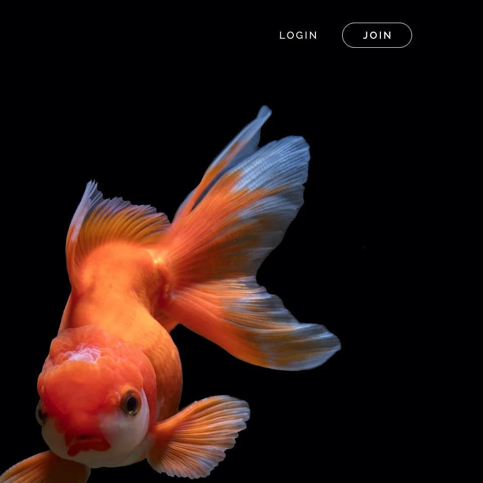 Photo 2 from Benjamin Simier’s Instagram post: Webdesign website about fish 🐟🐠🐡