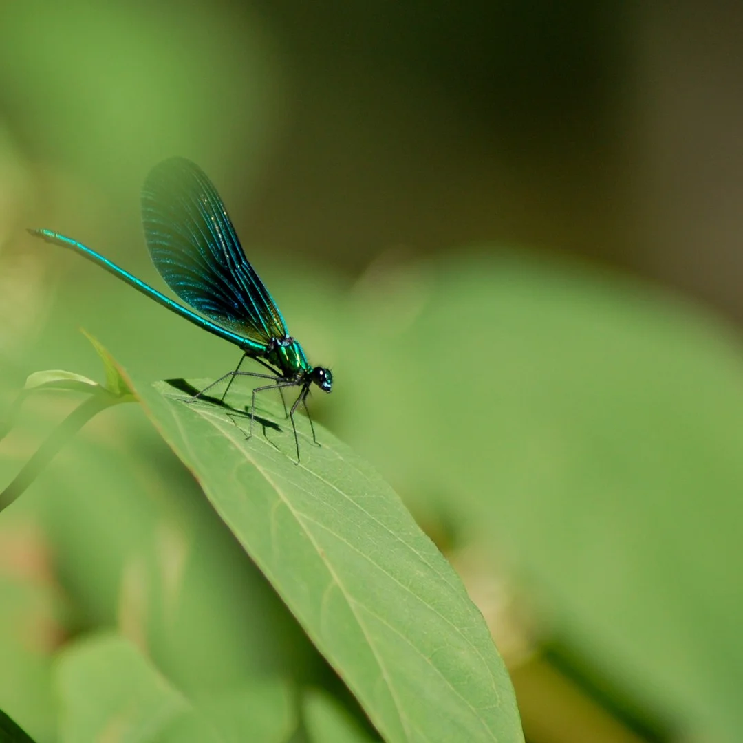 Photo 1 from Benjamin Simier’s Instagram post: Blue insect on a flower 🌸🌹🌼