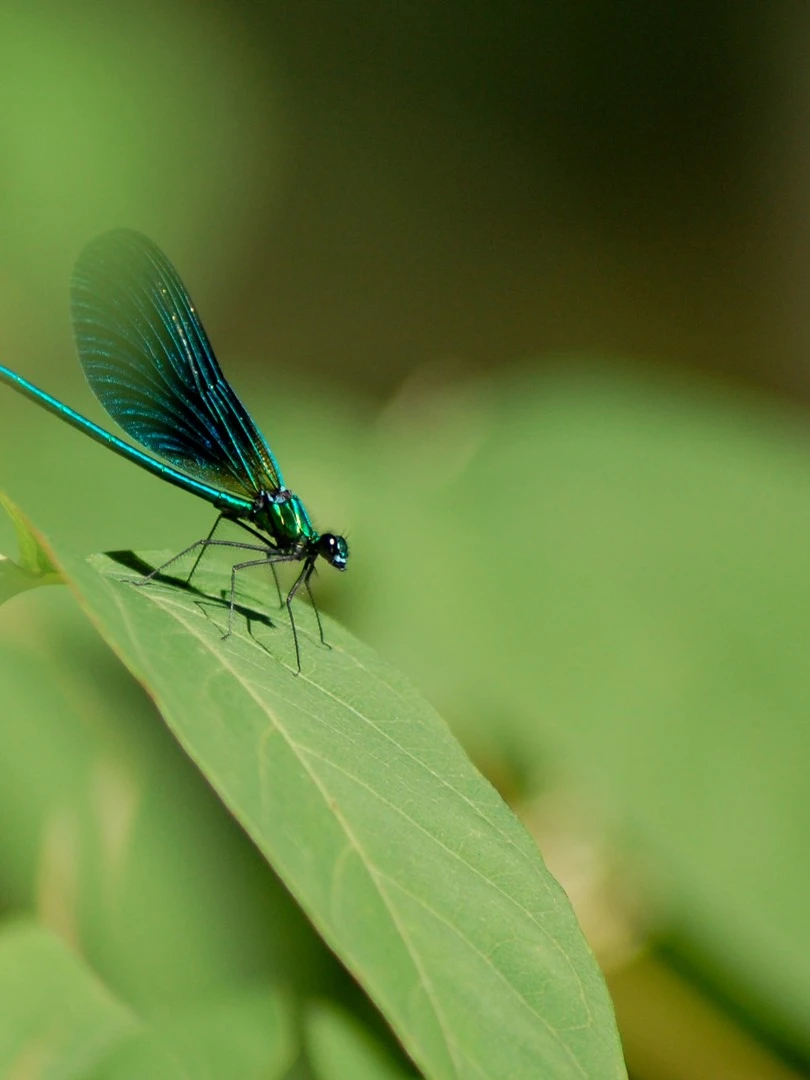 Photo 1 from Benjamin Simier’s Instagram post: Blue insect on a flower 🌸🌹🌼