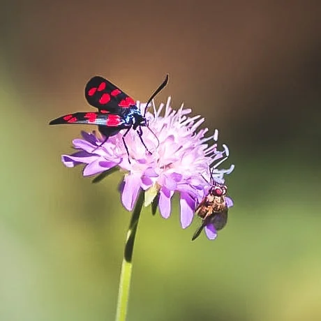 Photo 1 from Benjamin Simier’s Instagram post: Partage d'une fleur (sharing a flower). Photo datant de 2013.