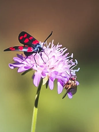 Photo 1 from Benjamin Simier’s Instagram post: Partage d'une fleur (sharing a flower). Photo datant de 2013.