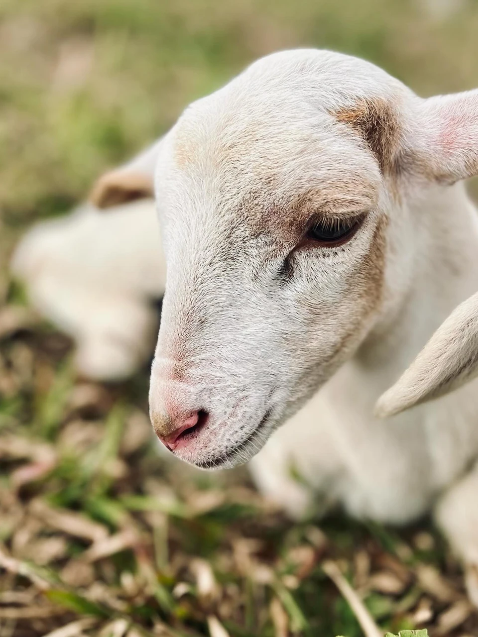 Photo 1 from Benjamin Simier’s Instagram post: Goat 🐐