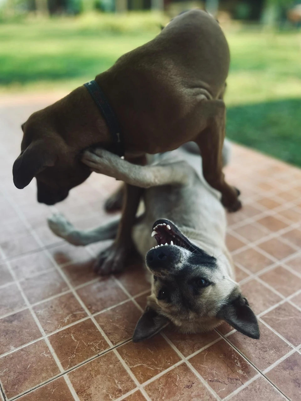 Photo 1 from Benjamin Simier’s Instagram post: Play together 🐶