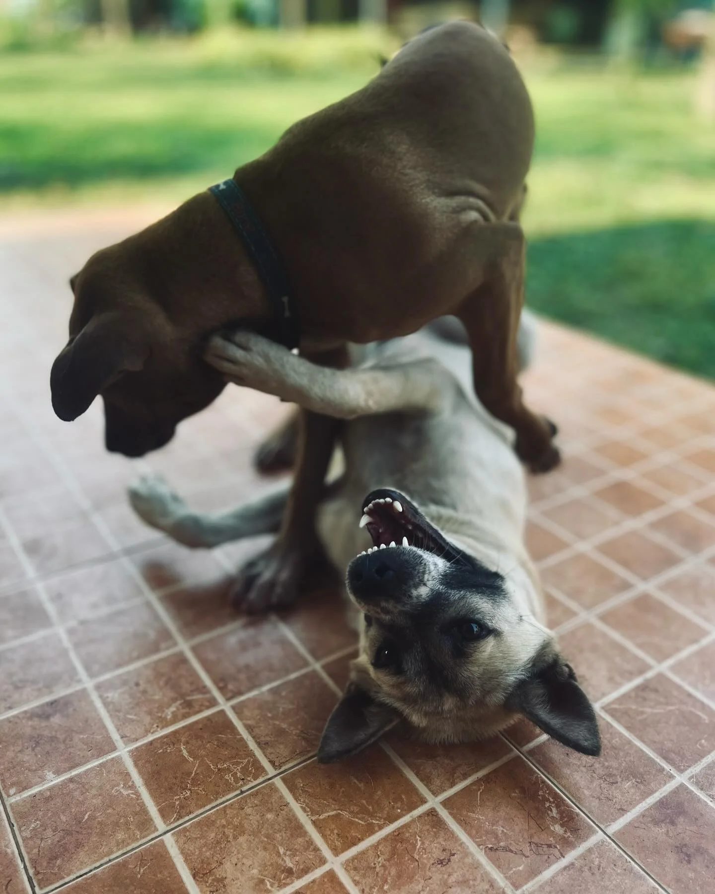 Photo 1 from Benjamin Simier’s Instagram post: Play together 🐶