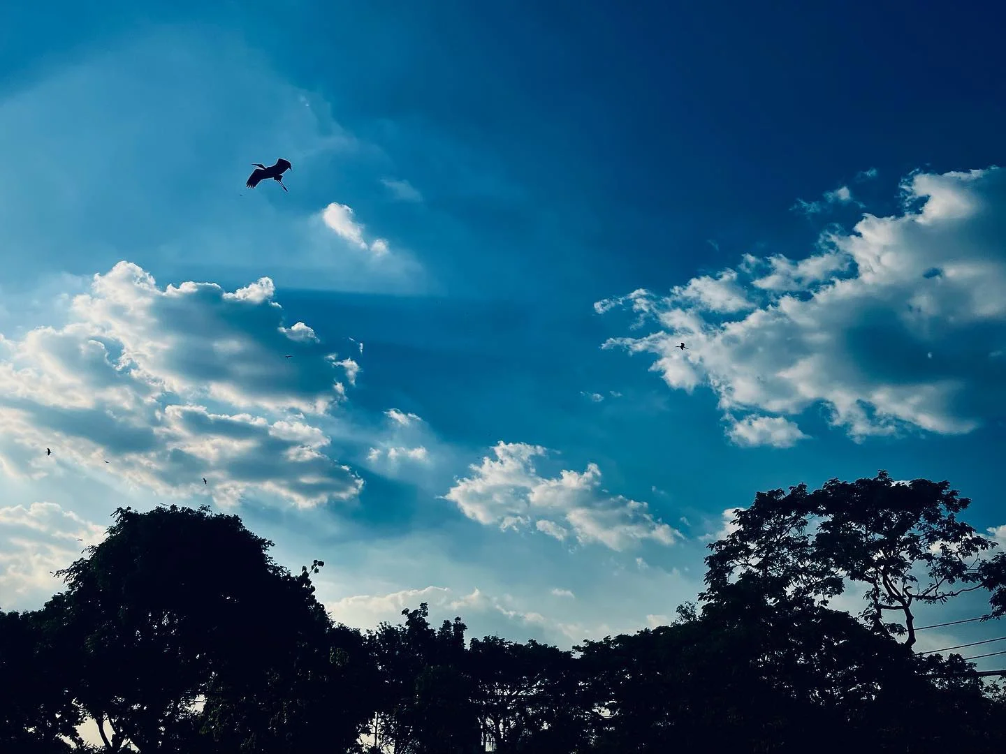 Photo 1 from Benjamin Simier’s Instagram post: Bird at Bangkok 🦅🇹🇭