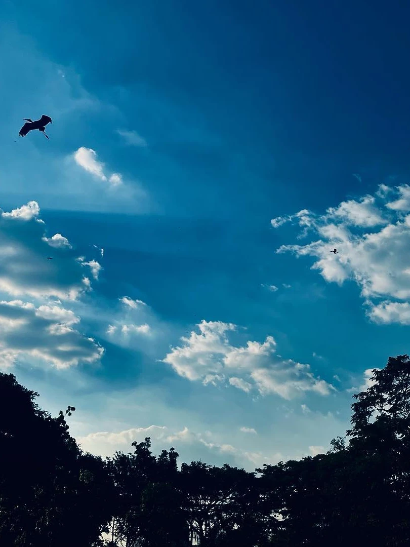 Photo 1 from Benjamin Simier’s Instagram post: Bird at Bangkok 🦅🇹🇭