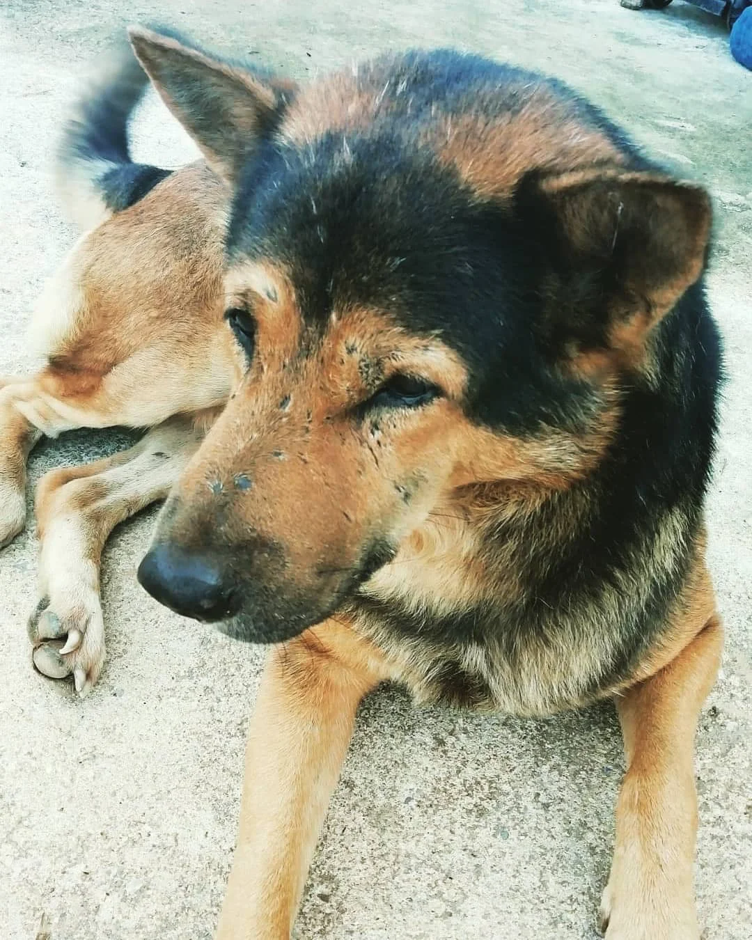 Photo 1 from Benjamin Simier’s Instagram post: Tan, my friend from Thailand... The dog of my girlfriend 🐶🐕