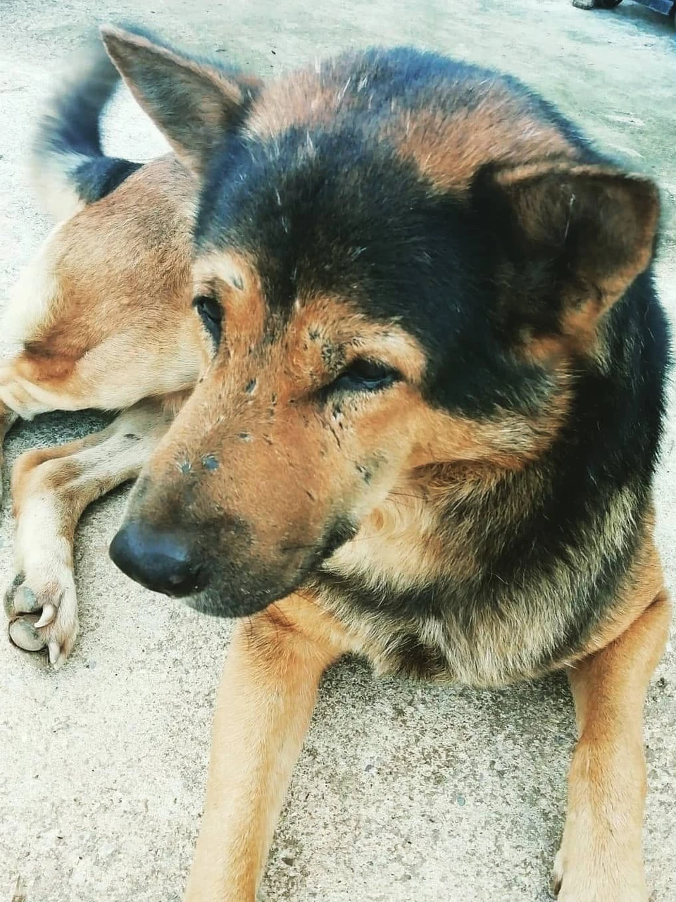 Photo 1 from Benjamin Simier’s Instagram post: Tan, my friend from Thailand... The dog of my girlfriend 🐶🐕