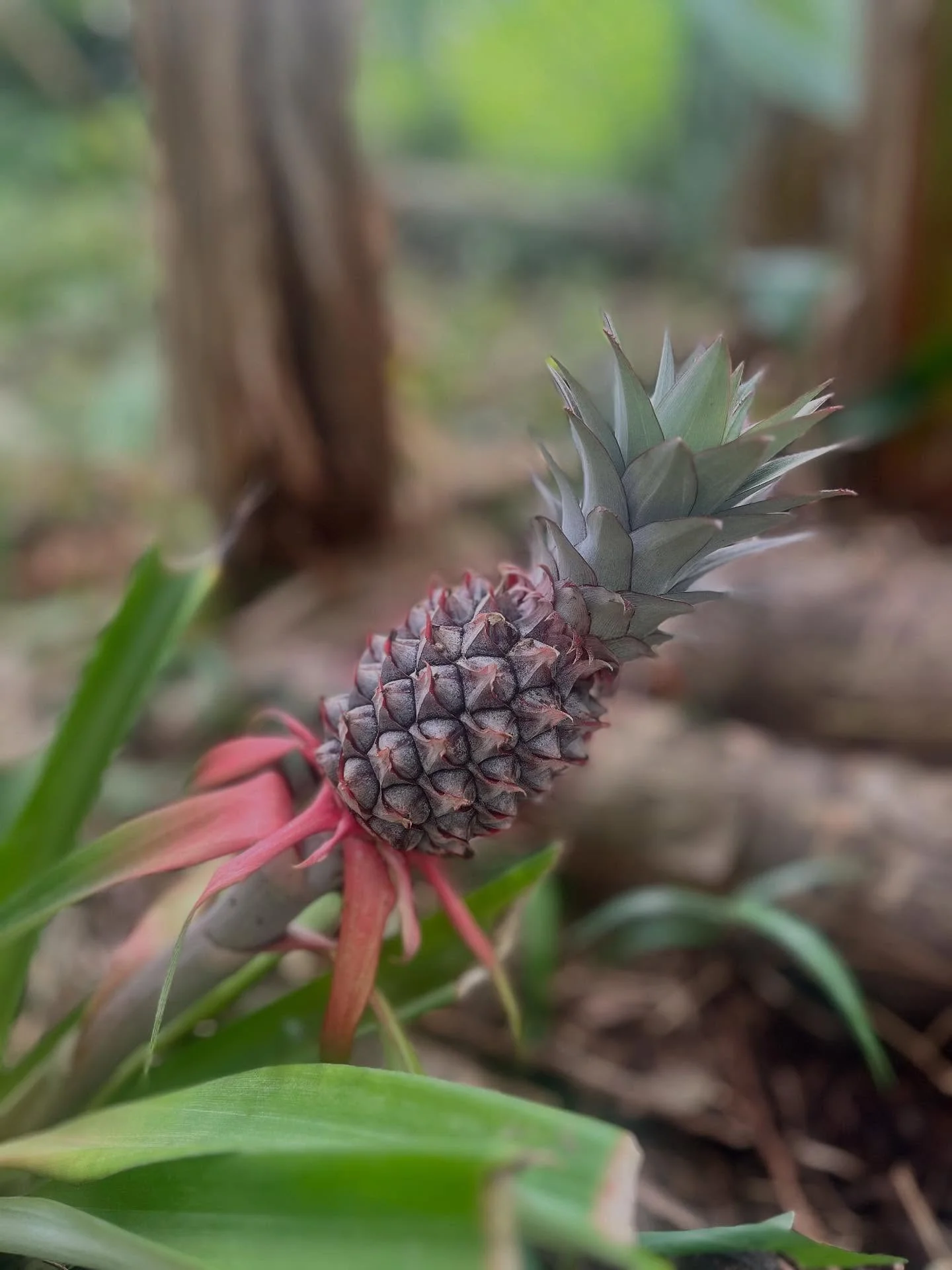 Photo 3 from Benjamin Simier’s Instagram post: From the rich scent of durian hanging on trees to golden pineapples growing under the sun, each photo captures the essence of local life.