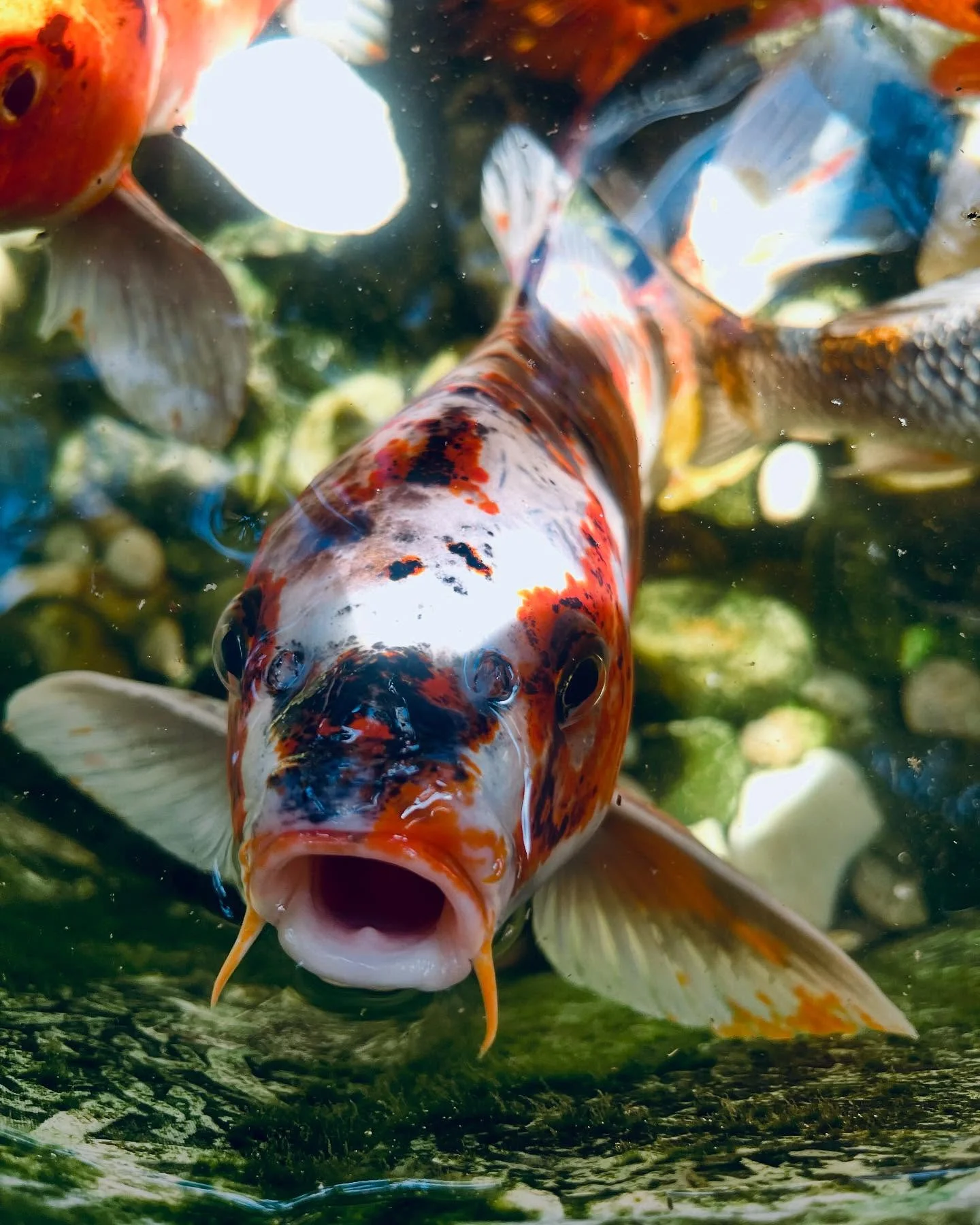 Photo 1 from Benjamin Simier’s Instagram post: Fish 🐟