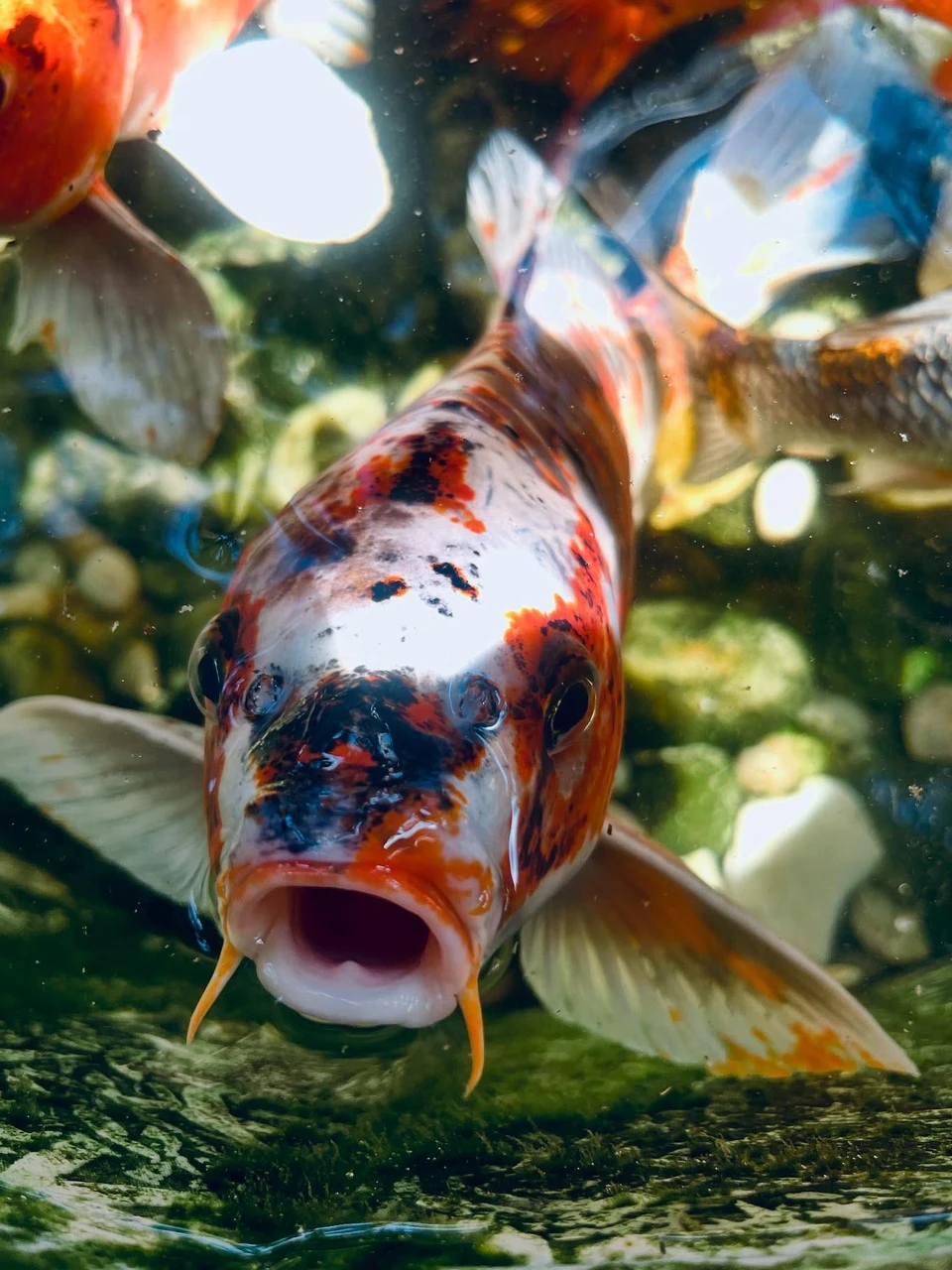 Photo 1 from Benjamin Simier’s Instagram post: Fish 🐟