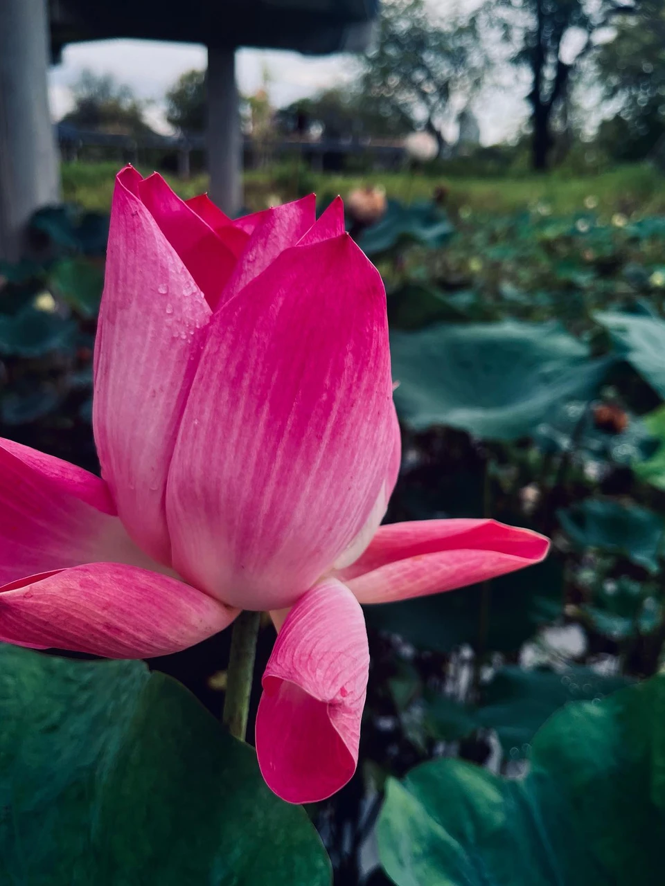 Photo 1 from Benjamin Simier’s Instagram post: Just a beautiful flower 🌺