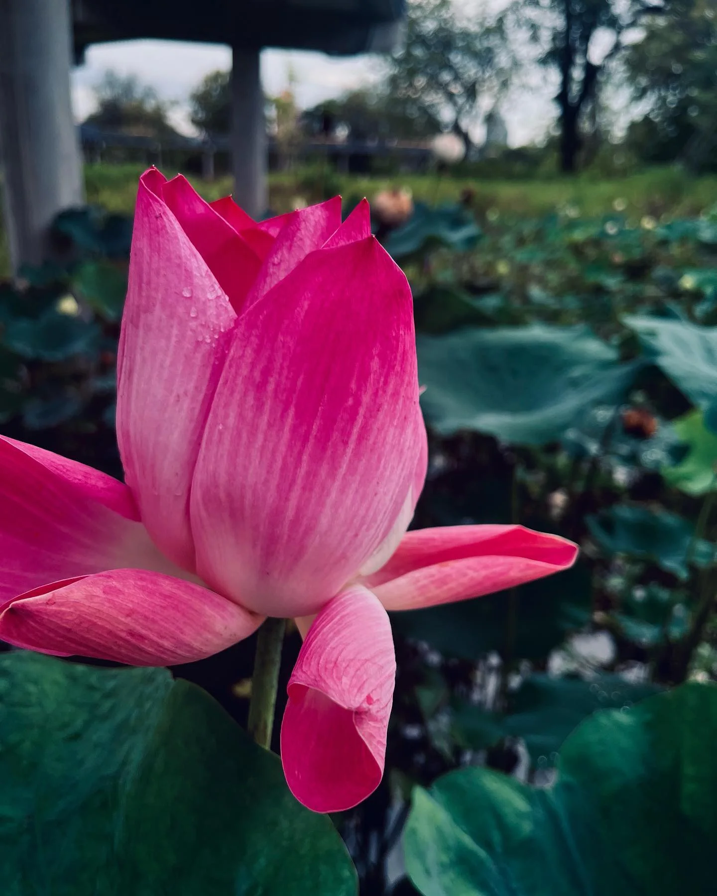 Photo 1 from Benjamin Simier’s Instagram post: Just a beautiful flower 🌺