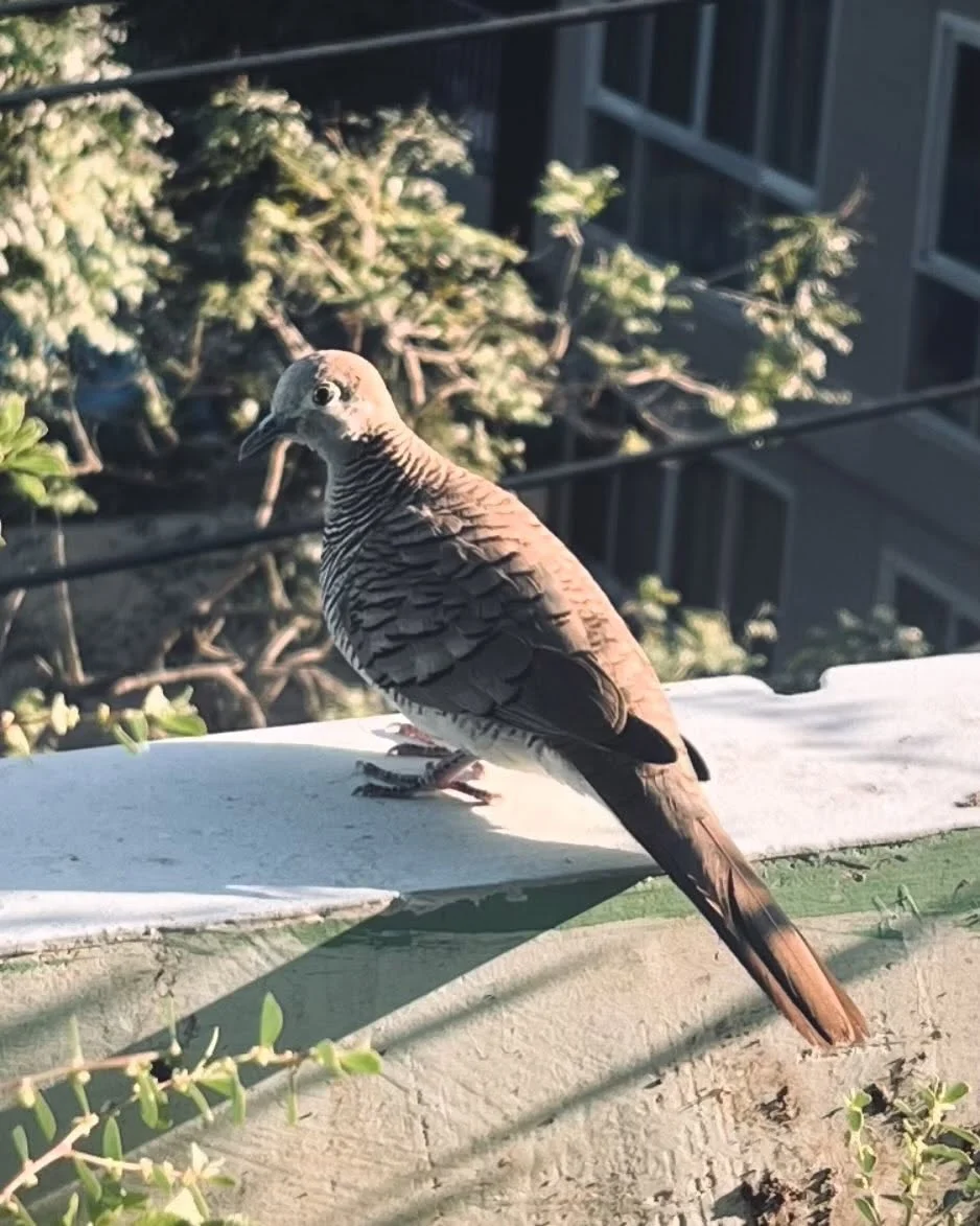 Photo 1 from Benjamin Simier’s Instagram post: Spotted this peaceful zebra dove perched on a wall in Thailand. These beautiful birds are native to Southeast Asia and are often seen as symbols of peace and ho