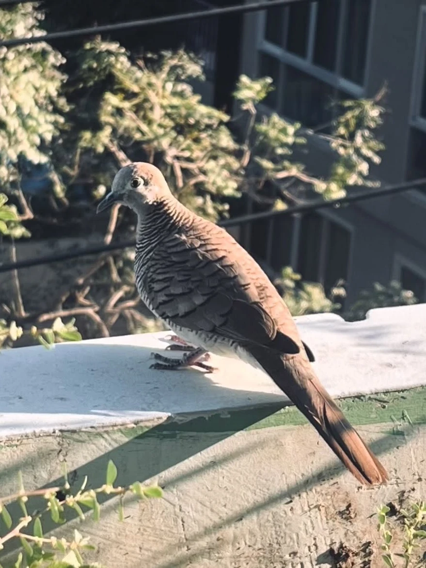 Photo 1 from Benjamin Simier’s Instagram post: Spotted this peaceful zebra dove perched on a wall in Thailand. These beautiful birds are native to Southeast Asia and are often seen as symbols of peace and ho