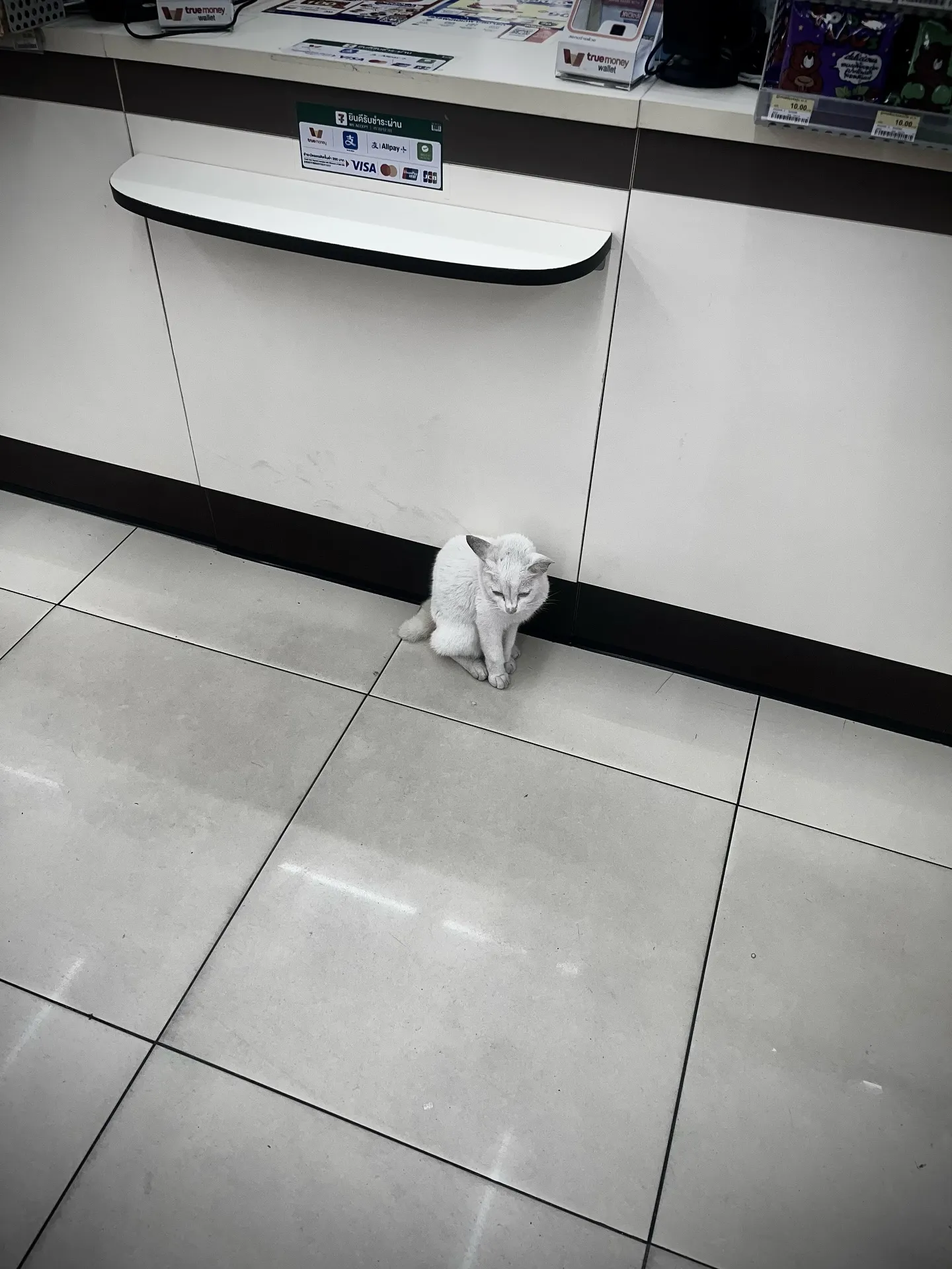 A cat at a 7-Eleven in Thailand
