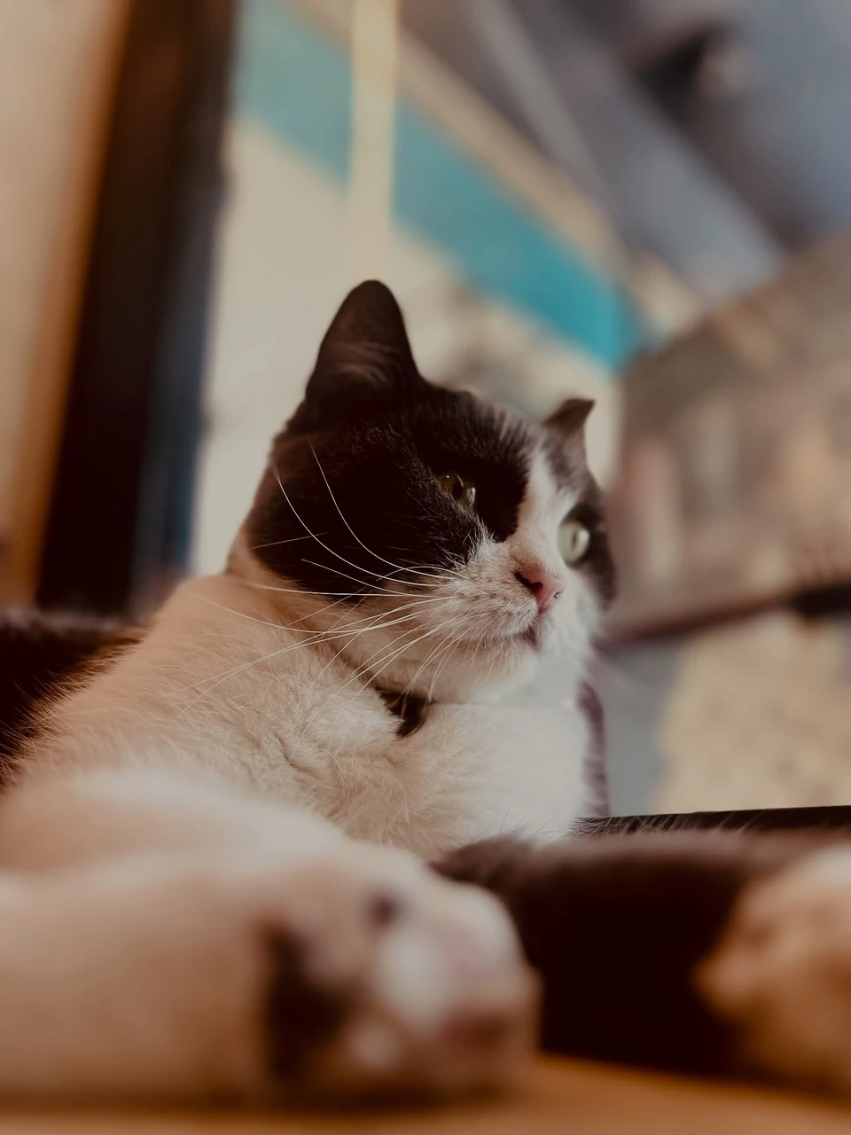 Photo 1 from Benjamin Simier’s Instagram post: Capturing that moment of pure cat contemplation 📸