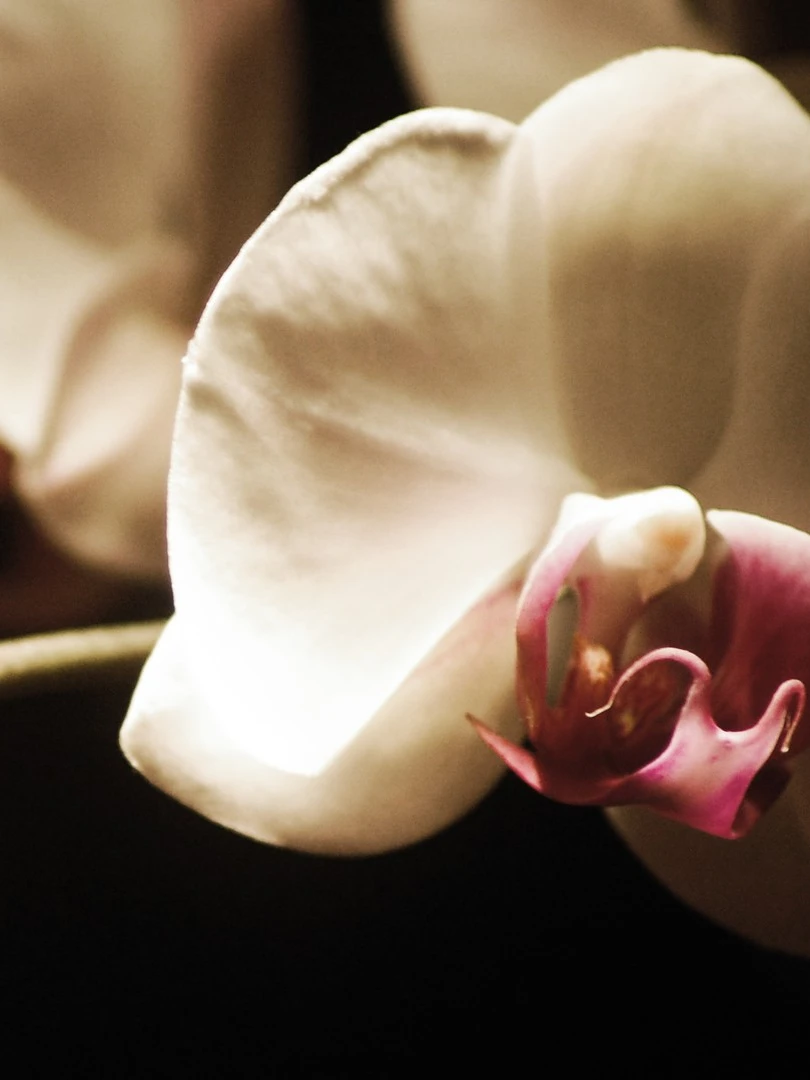 Photo 1 from Benjamin Simier’s Instagram post: A beautiful orchid in the dark 🌻🌻🌺
