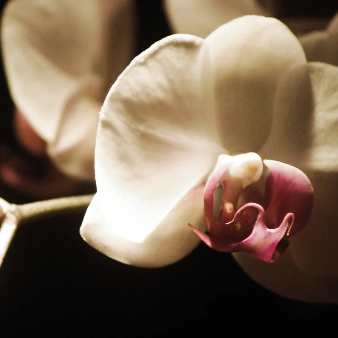 Photo 1 from Benjamin Simier’s Instagram post: A beautiful orchid in the dark 🌻🌻🌺