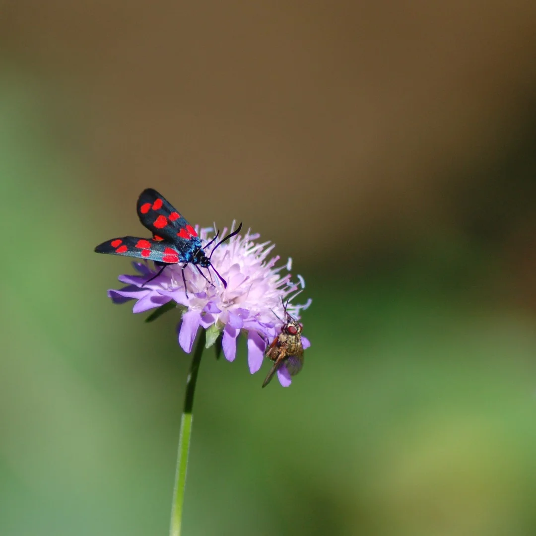 Photo 1 from Benjamin Simier’s Instagram post: Sharing a pink flower between two insects. I took this photo in France 🇫🇷