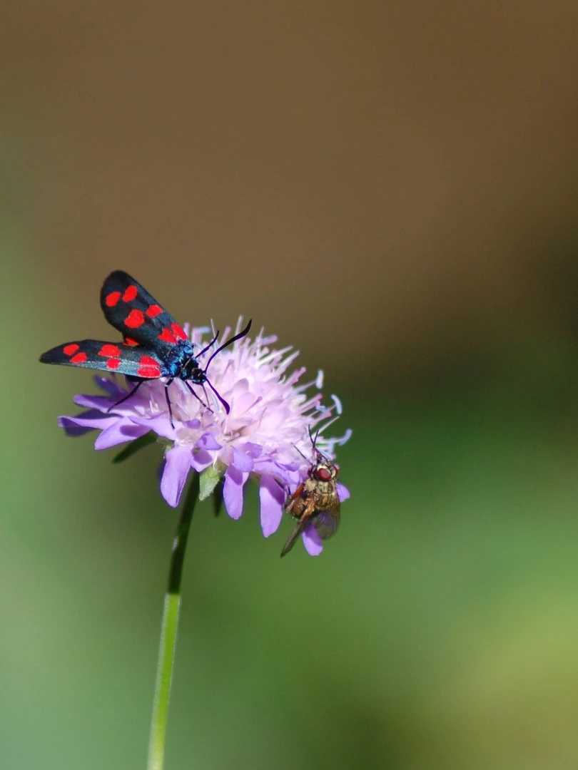 Photo 1 from Benjamin Simier’s Instagram post: Sharing a pink flower between two insects. I took this photo in France 🇫🇷