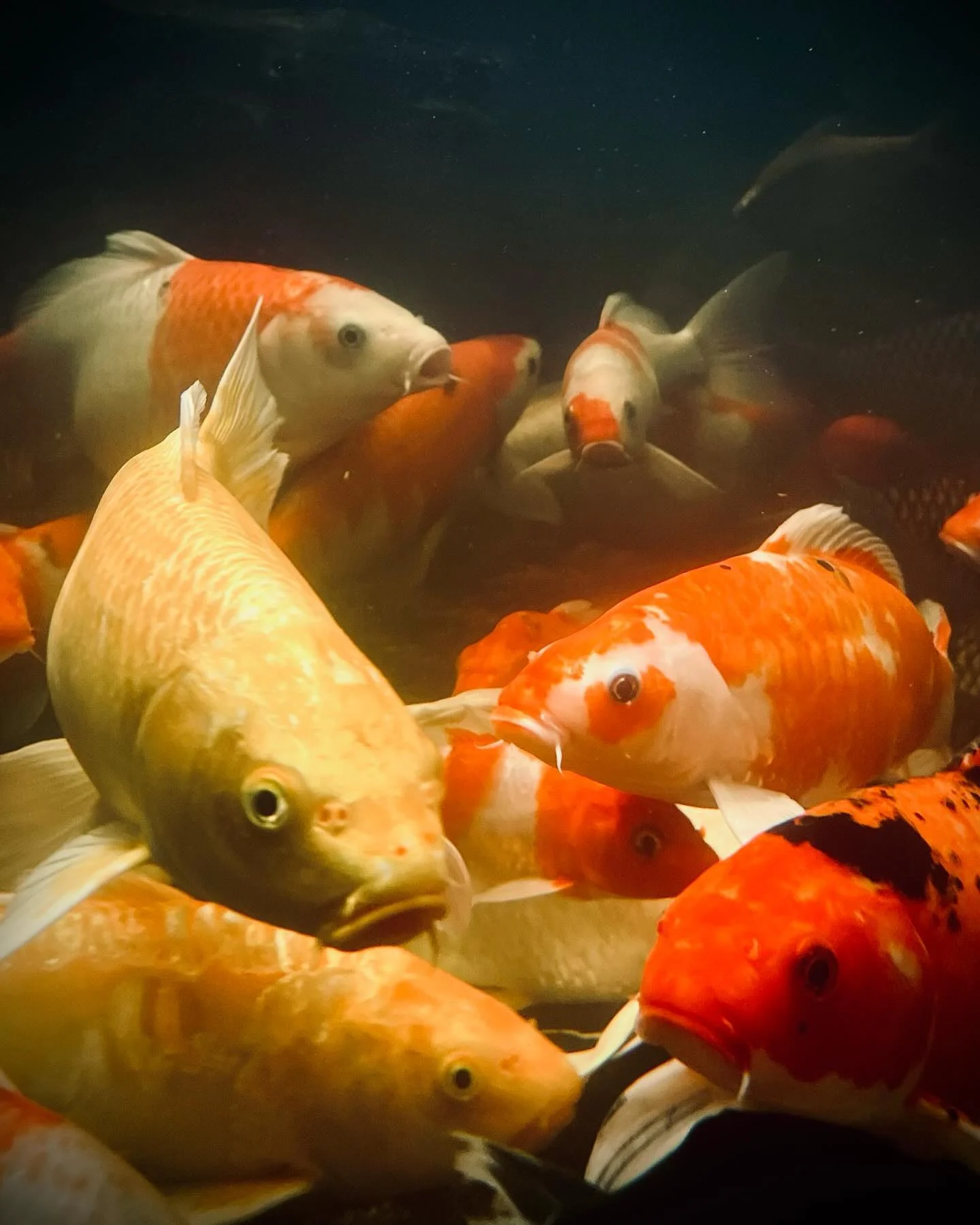 Photo 1 from Benjamin Simier’s Instagram post: Fish 🐠