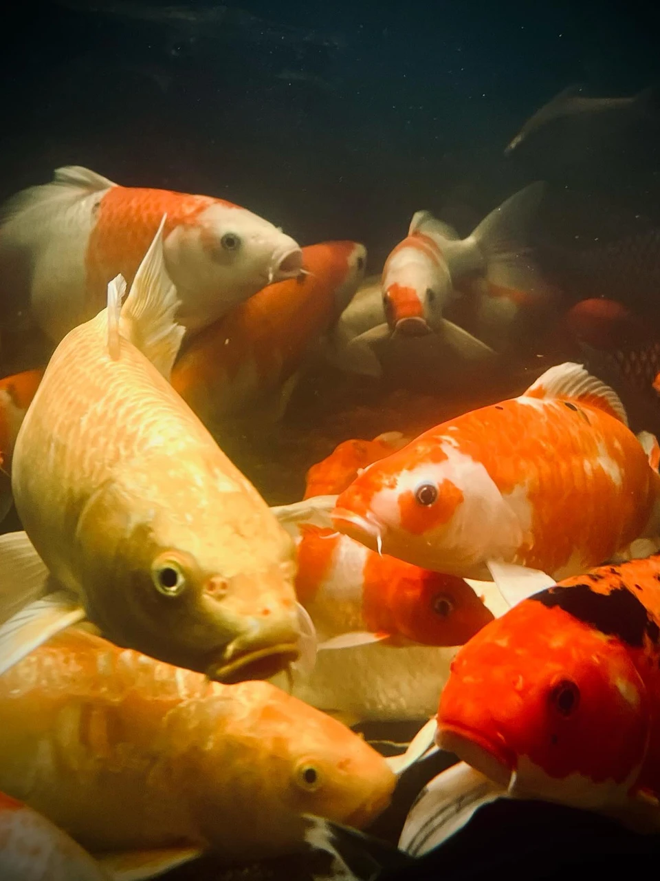 Photo 1 from Benjamin Simier’s Instagram post: Fish 🐠