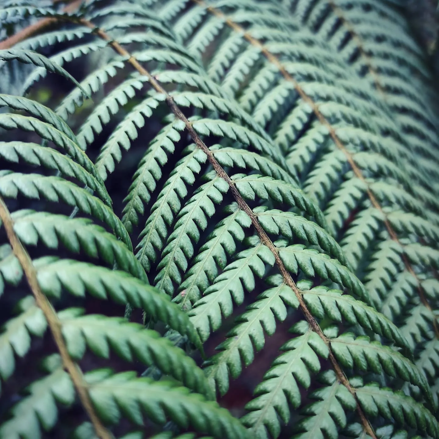 Photo 1 from Benjamin Simier’s Instagram post: Balantium Antarctium - Dicksonia