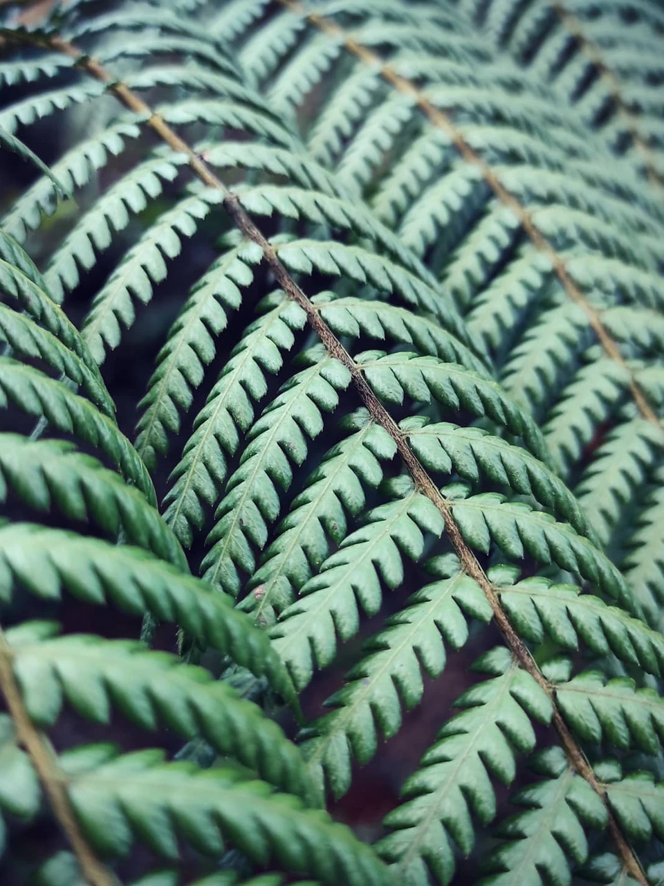 Photo 1 from Benjamin Simier’s Instagram post: Balantium Antarctium - Dicksonia