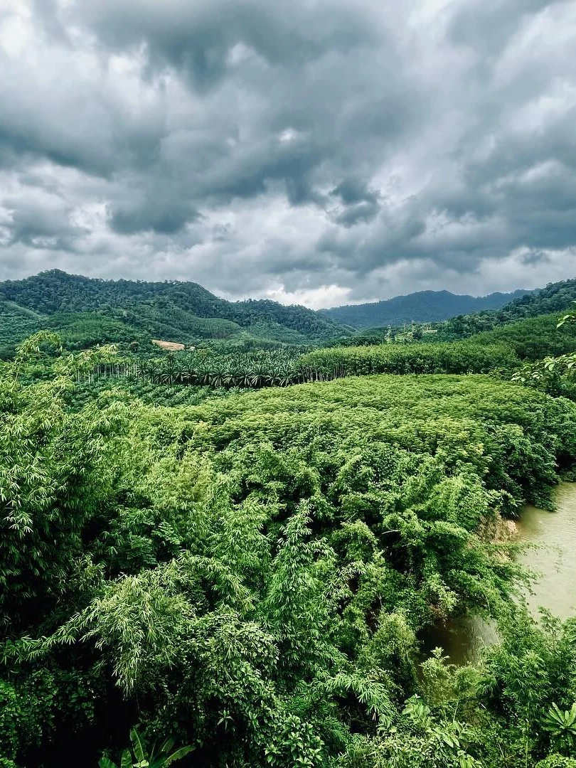 Photo 1 from Benjamin Simier’s Instagram post: Thailand jungle 🐅 🌴