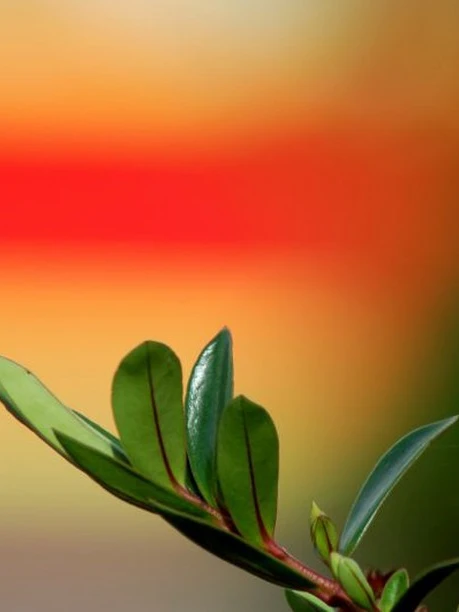 Photo 1 from Benjamin Simier’s Instagram post: Leaf with red and orange blurred background 🍃🌹