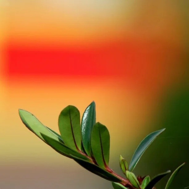 Photo 1 from Benjamin Simier’s Instagram post: Leaf with red and orange blurred background 🍃🌹