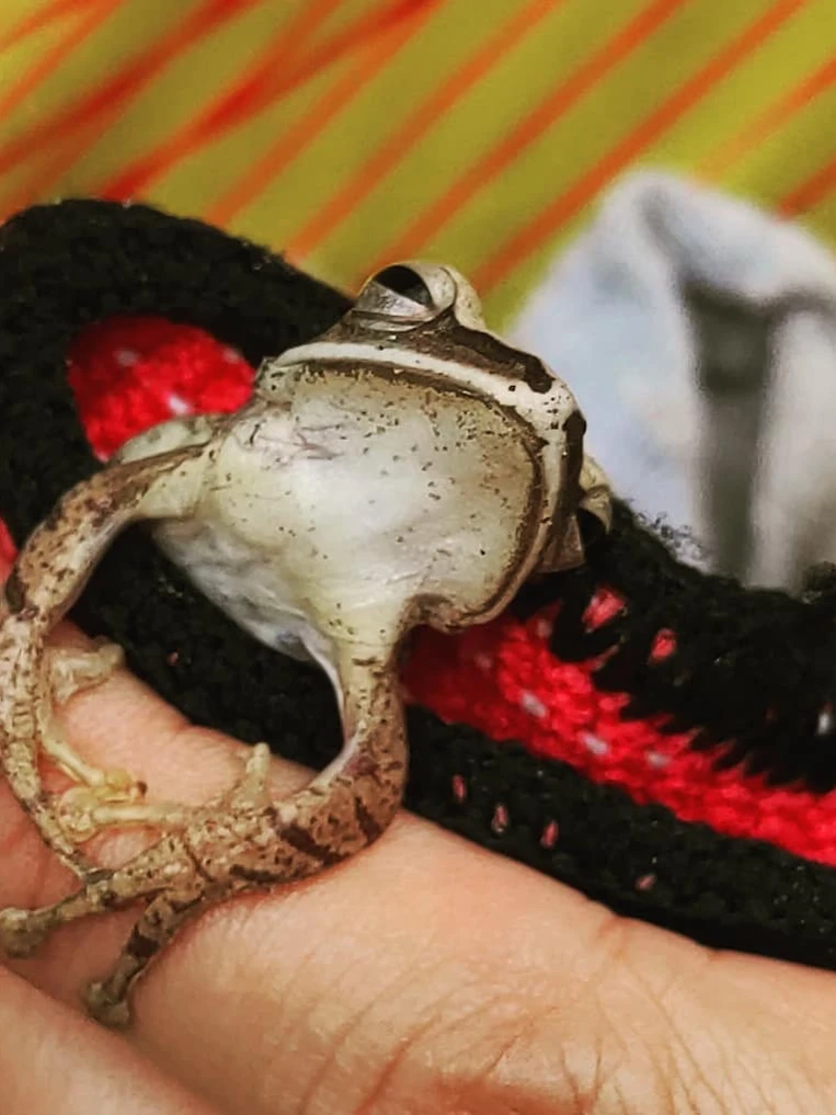 Photo 1 from Benjamin Simier’s Instagram post: Today Hmom found a little frog in our sock 🐸