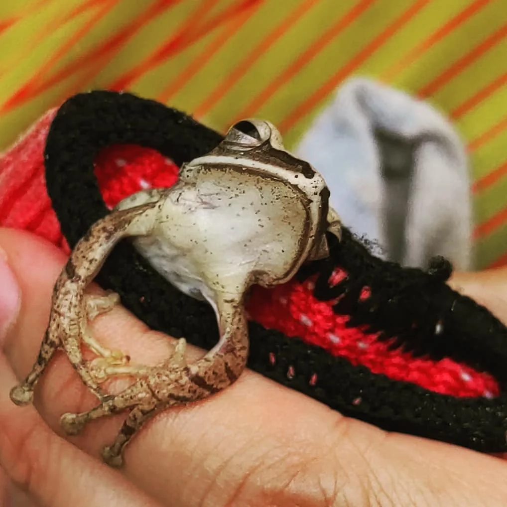 Photo 1 from Benjamin Simier’s Instagram post: Today Hmom found a little frog in our sock 🐸
