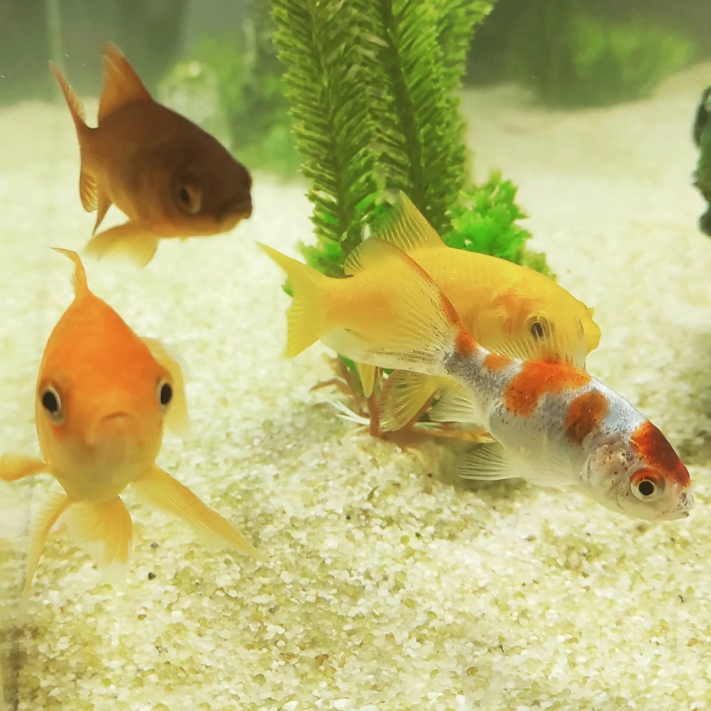 Photo 1 from Benjamin Simier’s Instagram post: Fish in aquarium 🐟🐠