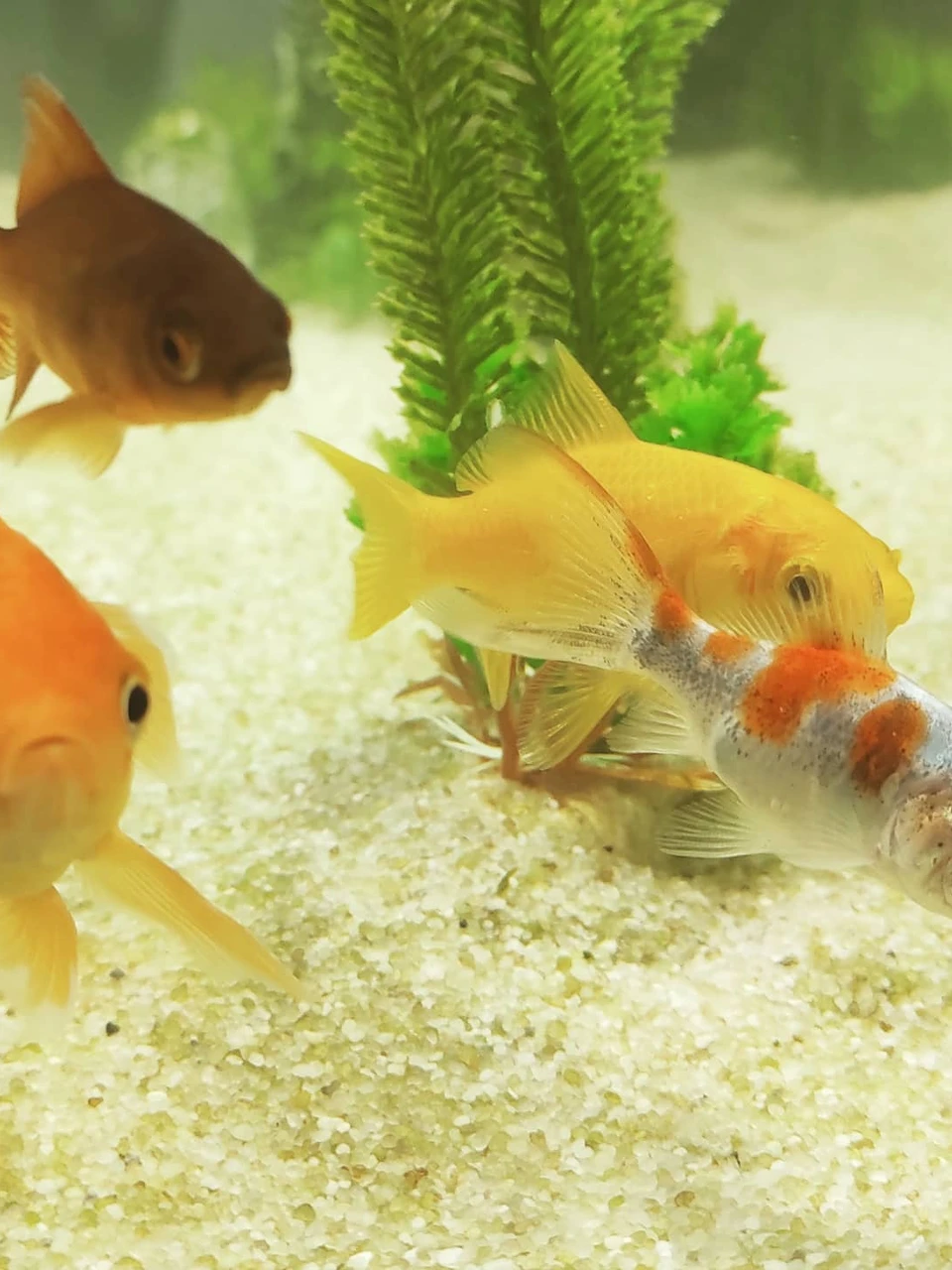 Photo 1 from Benjamin Simier’s Instagram post: Fish in aquarium 🐟🐠