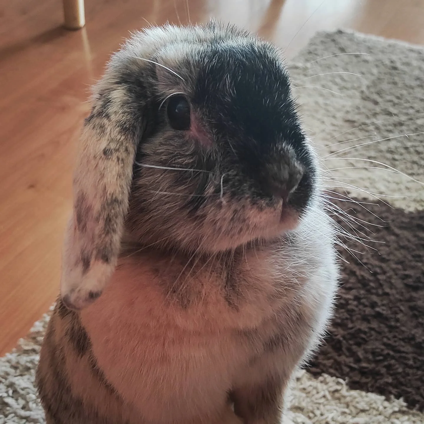 Photo 1 from Benjamin Simier’s Instagram post: Rabbit standing to listen 🐇🐰