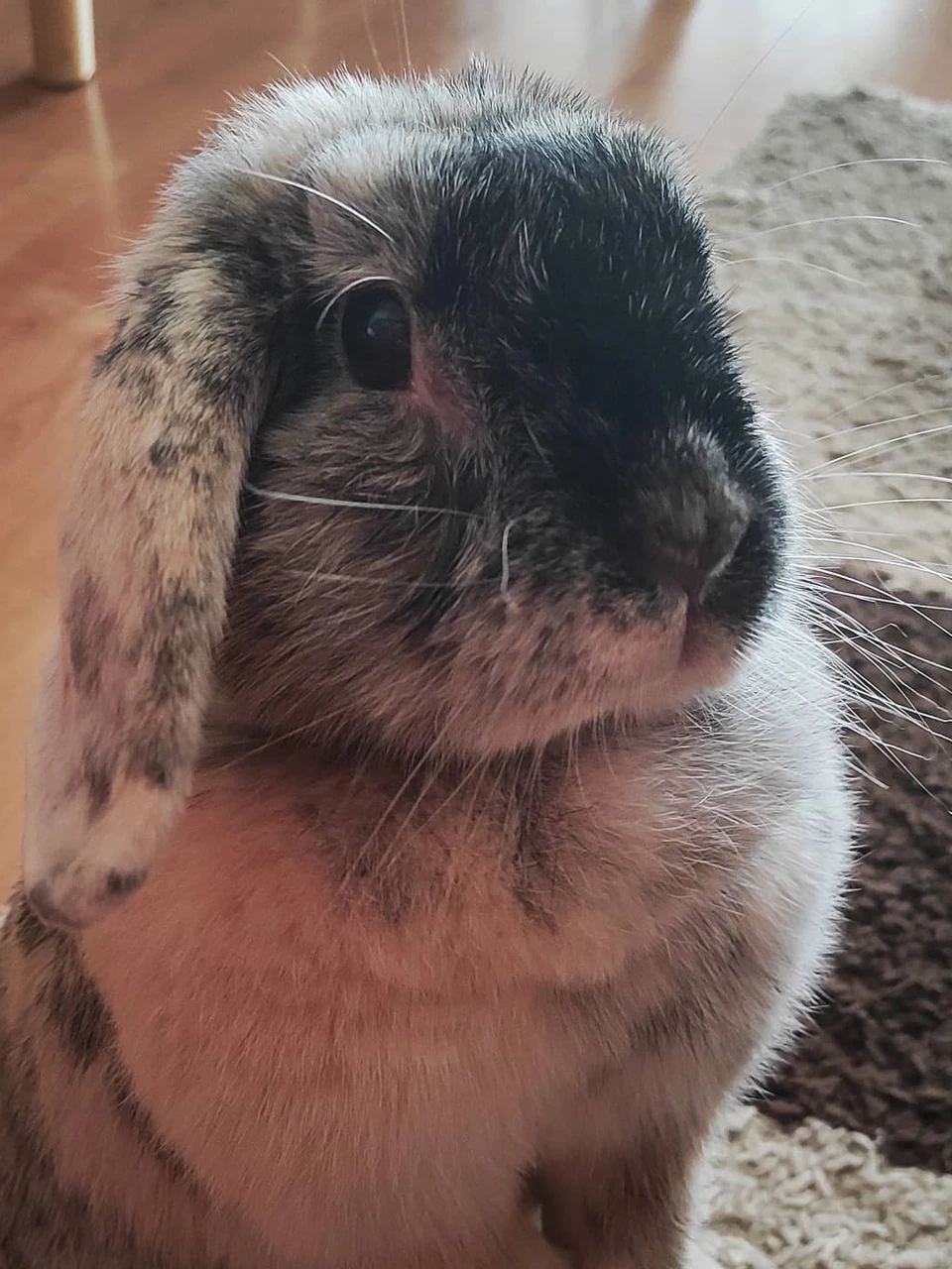 Photo 1 from Benjamin Simier’s Instagram post: Rabbit standing to listen 🐇🐰