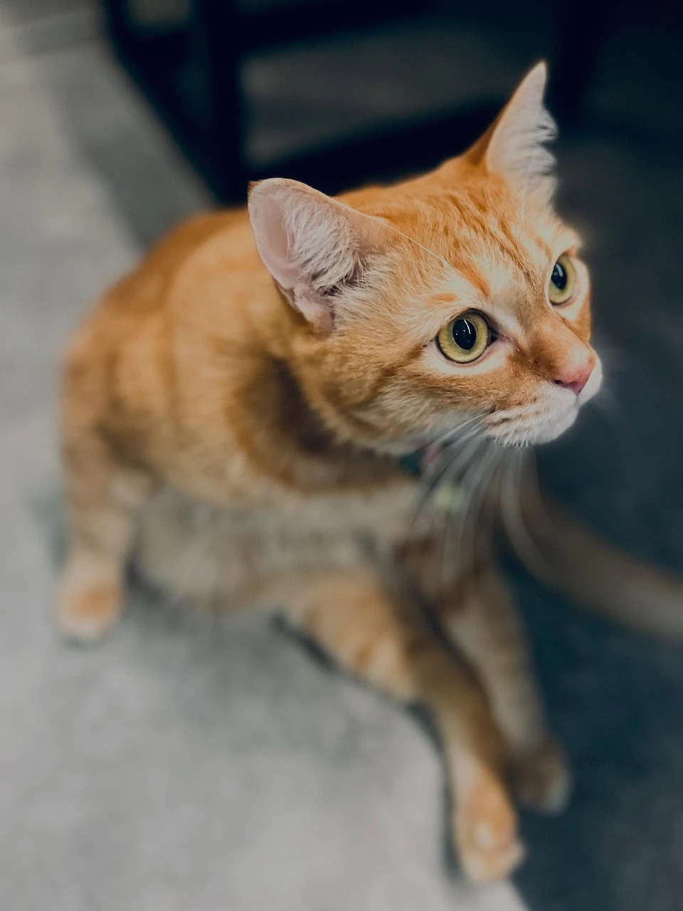 Photo 1 from Benjamin Simier’s Instagram post: Cat picture 🐱