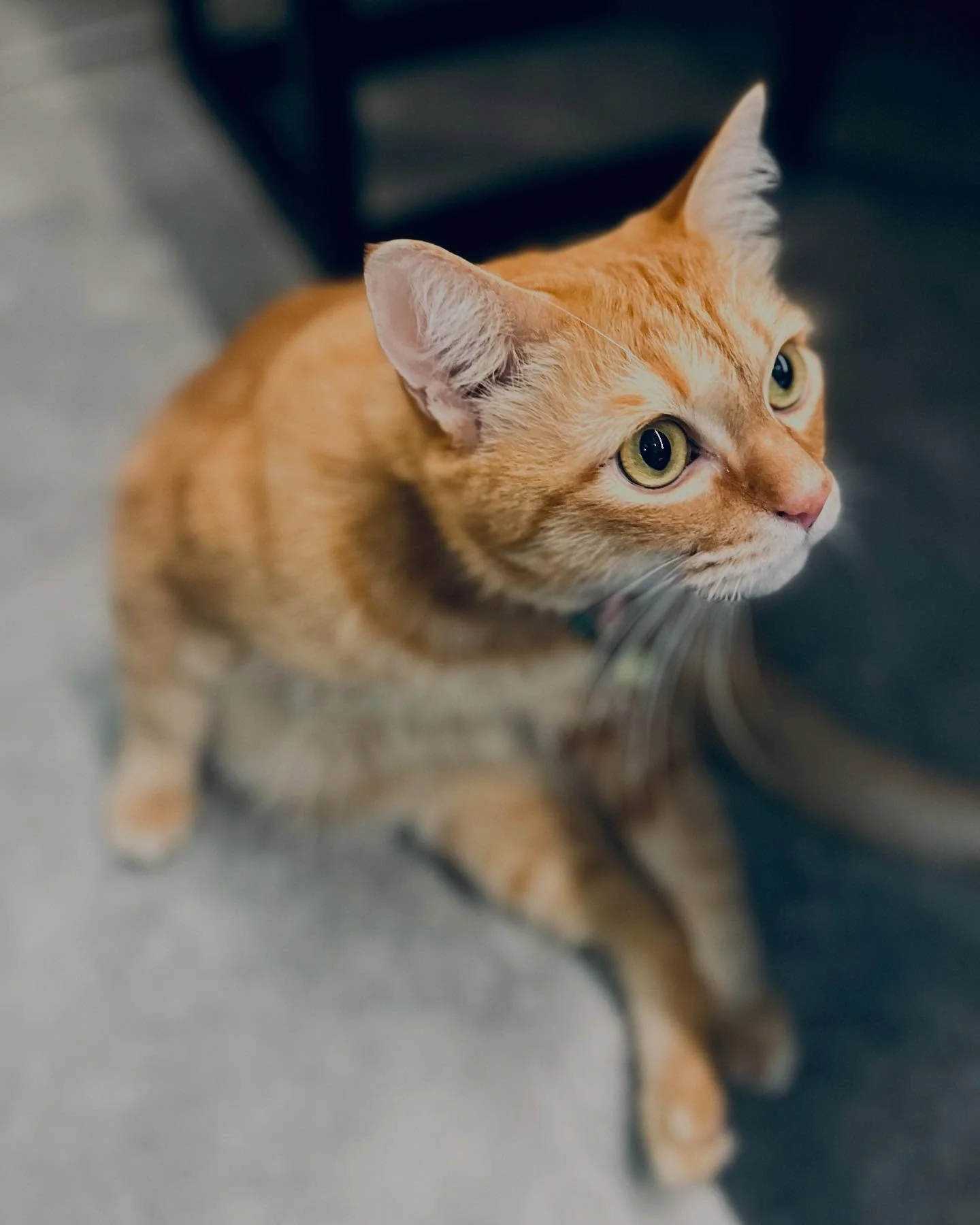 Photo 1 from Benjamin Simier’s Instagram post: Cat picture 🐱