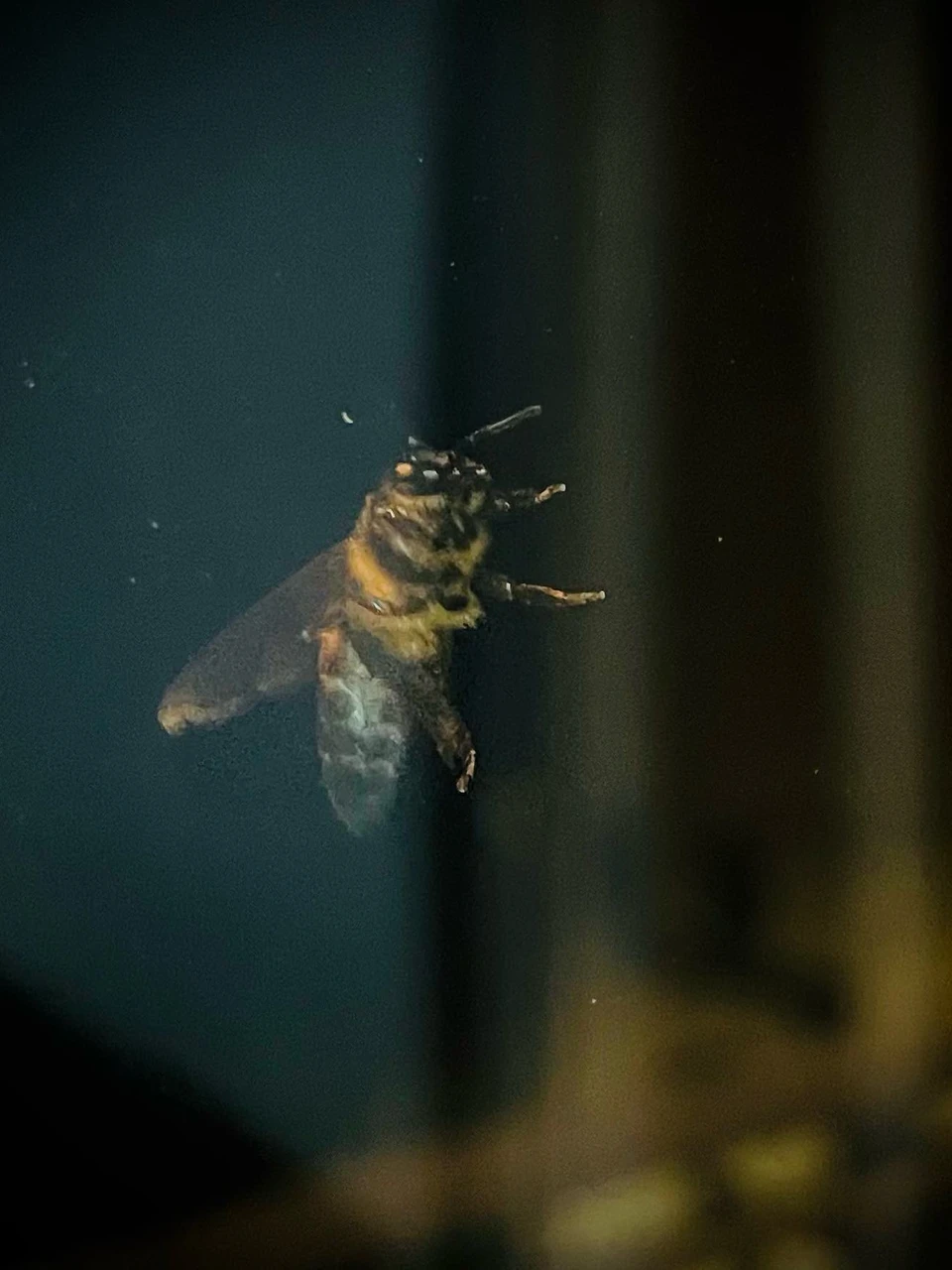 Photo 1 from Benjamin Simier’s Instagram post: Bee 🐝