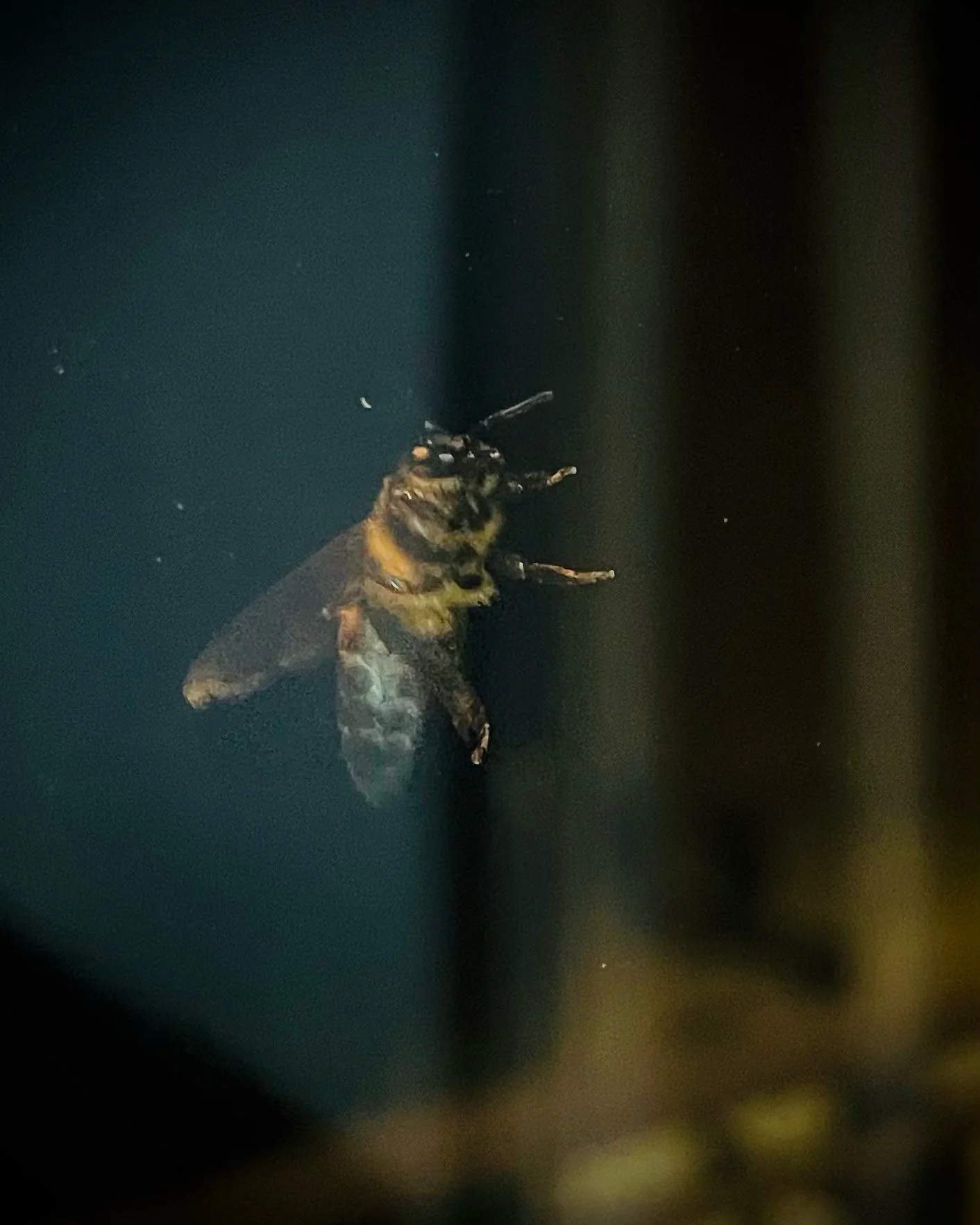 Photo 1 from Benjamin Simier’s Instagram post: Bee 🐝