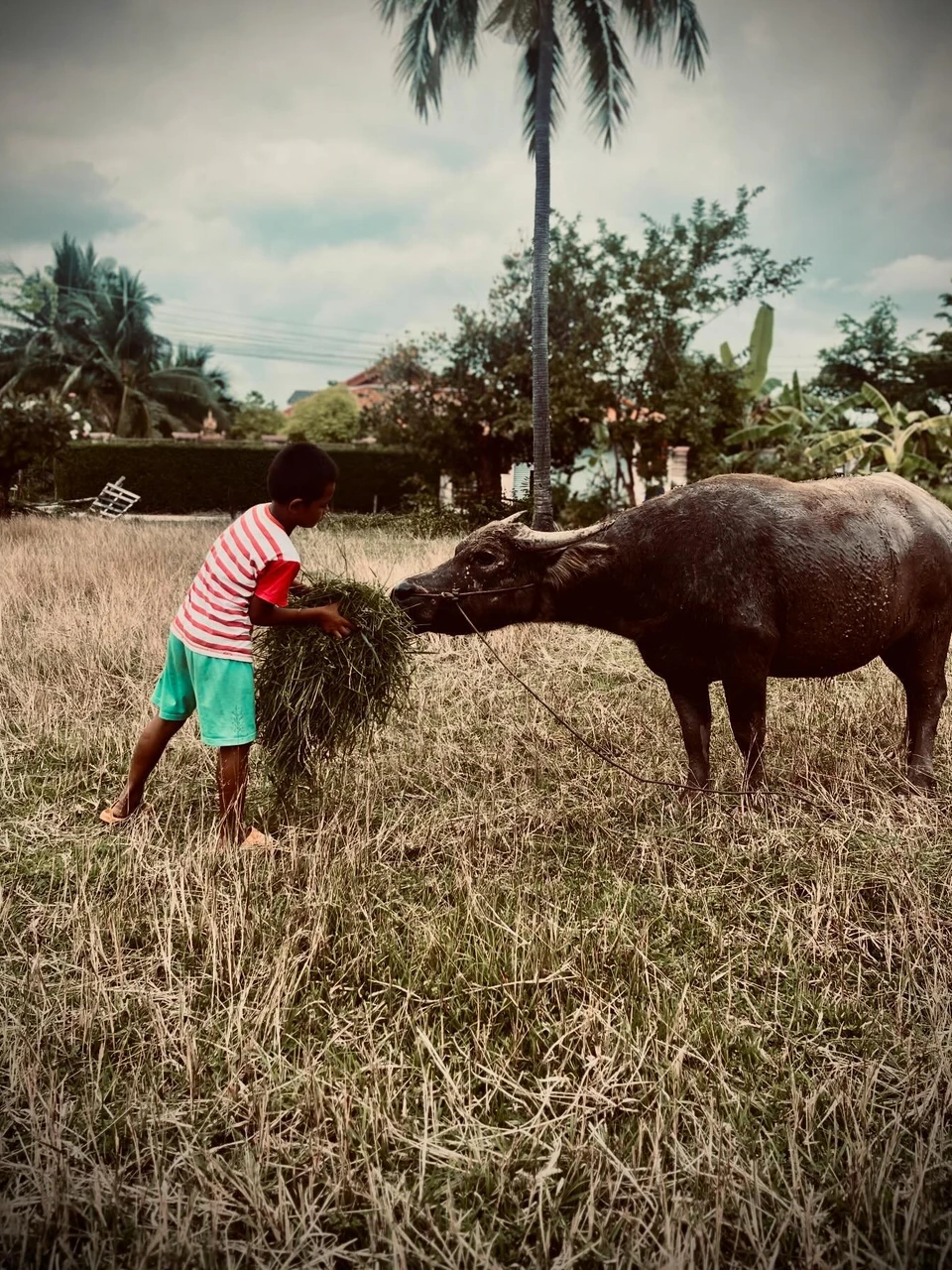 Photo 1 from Benjamin Simier’s Instagram post: Life with buffalo 🦬 in Thailand 🇹🇭