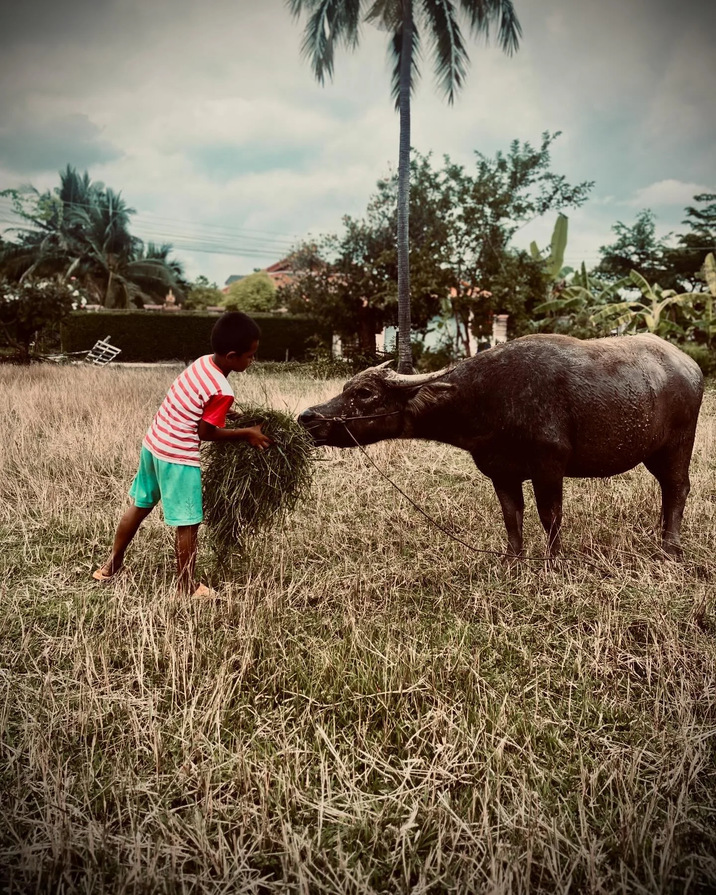 Photo 1 from Benjamin Simier’s Instagram post: Life with buffalo 🦬 in Thailand 🇹🇭