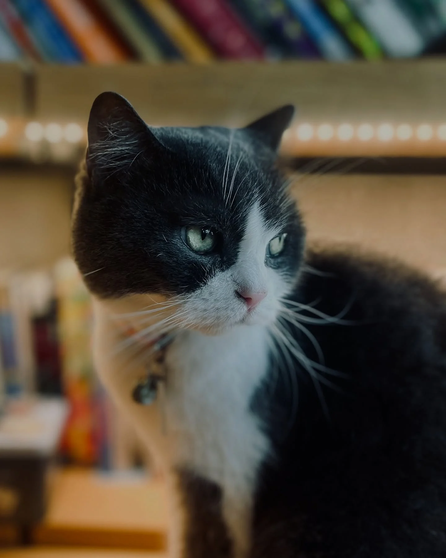 Photo 1 from Benjamin Simier’s Instagram post: Beautiful cat 🐈