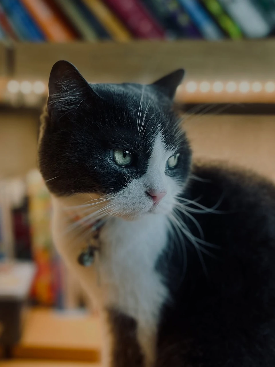 Photo 1 from Benjamin Simier’s Instagram post: Beautiful cat 🐈