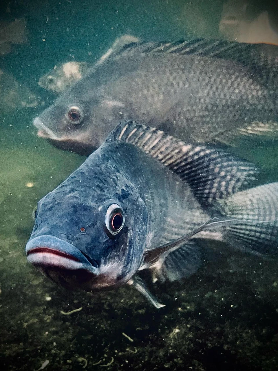 Photo 1 from Benjamin Simier’s Instagram post: Under the water 🐠